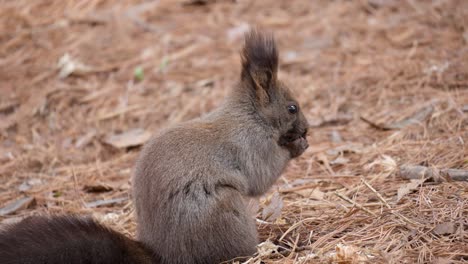 eurasian squirrel or abert's squirrel eats nuts and ransack the ground