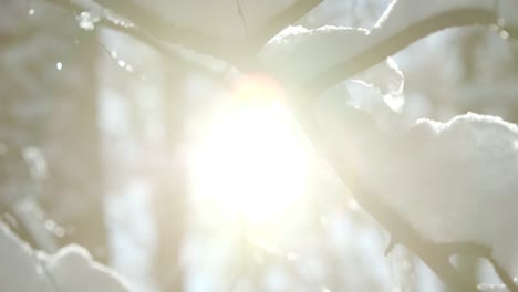 winter forest cowered witch thick layer of snow