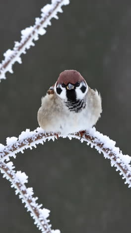 sparrow on a frosted winter branch