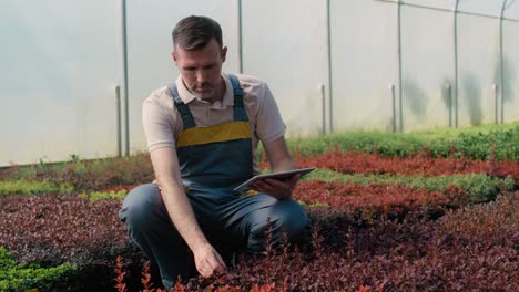 Caucasian-male-botanist-crouching--in-the-greenhouse-and-using-digital-tablet