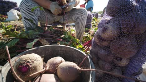 harvesting beets holding organic food