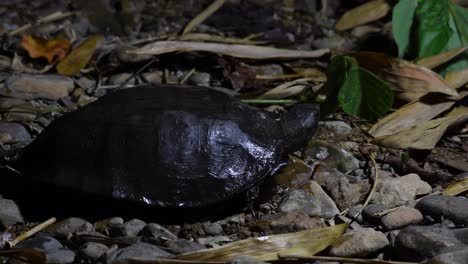 4k-Gefährdete-Arten-Schwarze-Sumpfschildkröte,-Siebenrockiella-Crassicollis