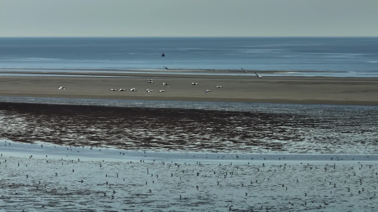 네덜란드 오스트보르네 (oostvoorne) 와 로카네 (rockanne) 의 조류 평면의 공중 도에서, 하늘을 날아다니는 새 무리와 함께 복잡한 물 패턴과 함께 저류 기간 동안 습지 지역을 드러니다.