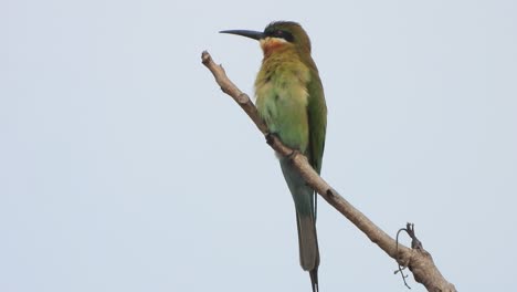 bee-eater bird in tree