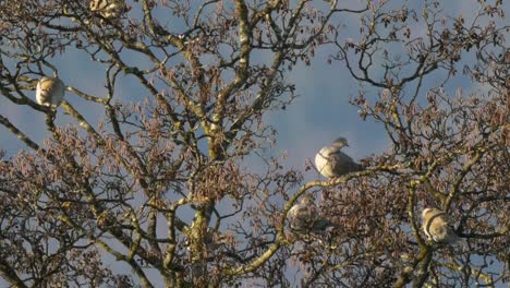 vista estática de palomas sentadas en un árbol durante el hermoso día soleado de otoño