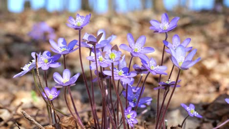 close up of many common hepatica flowers moving in a wind during spring