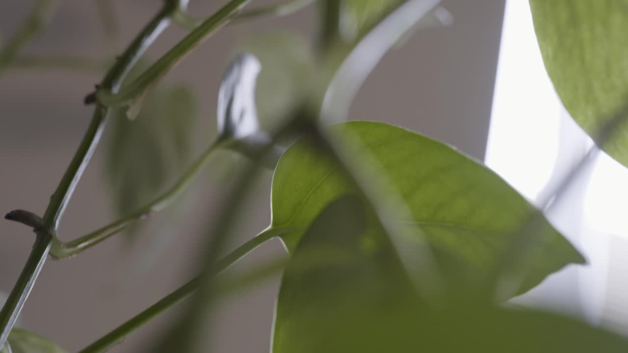 Pianta pendente da interno. Pianta da appartamento con luce solare che filtra tra i rampicanti.