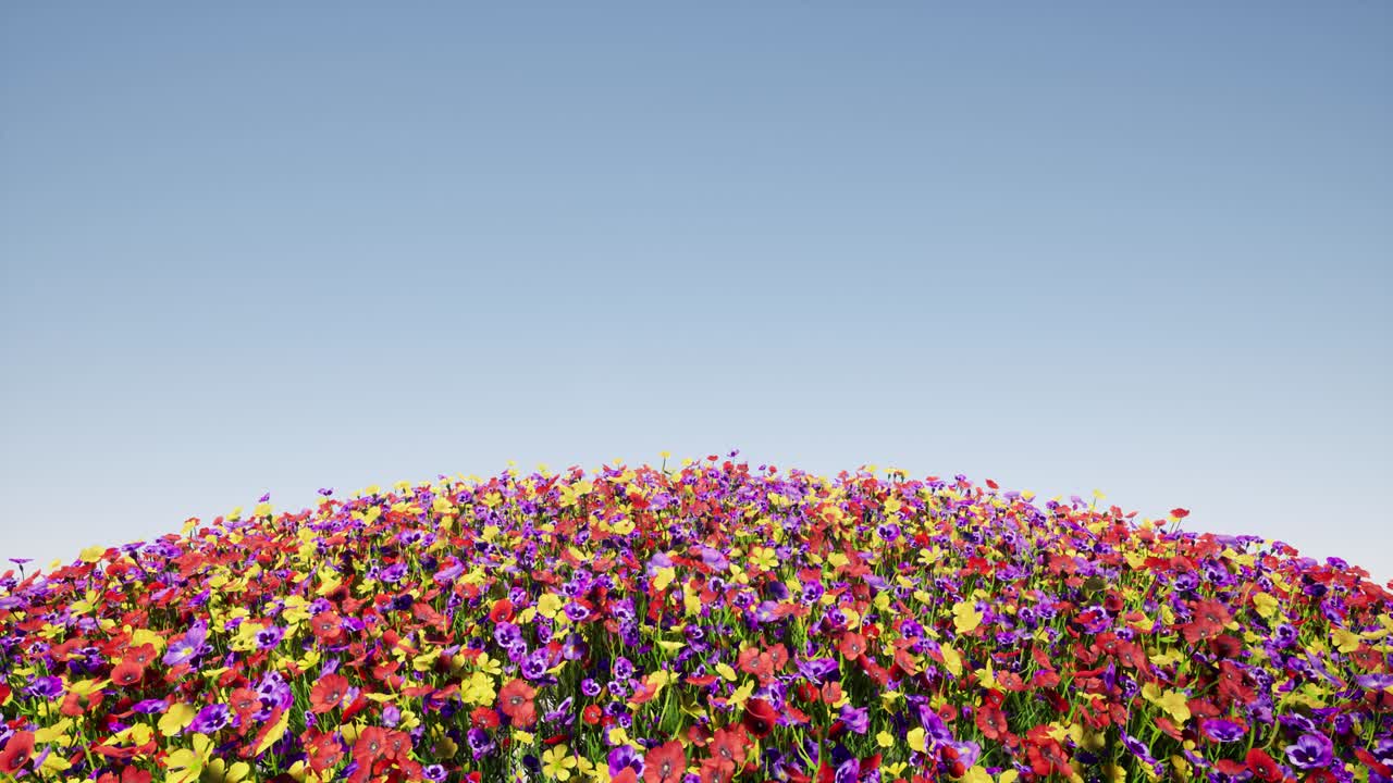 둥근 색의 꽃 들판 파란 하늘 다채로운 풍경 자연 4k