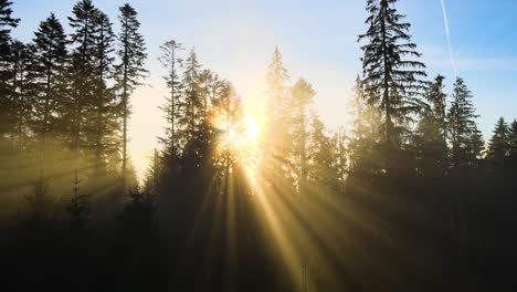 aerial view of dark green pine trees in spruce forest with sunrise rays shining through branches in foggy autumn mountains.