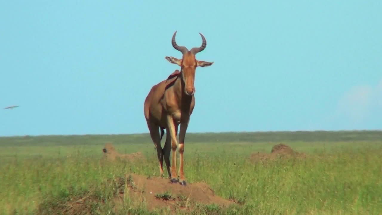 un antílope topi africano parado encima de un hormiguero