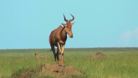 een topi afrikaanse antilope die bovenop een mierenhoop staat