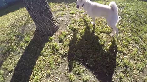 slow motion - white husky dog play with a rope bone in the back yard of a home