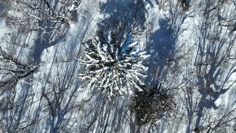 Aerial-shot-of-large-snowy-tree,-in-valley-near-the-Nagano-Myoko-Yamanochi-region