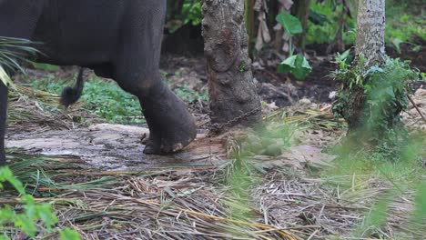 elephant's foot chained to a tree in jungle