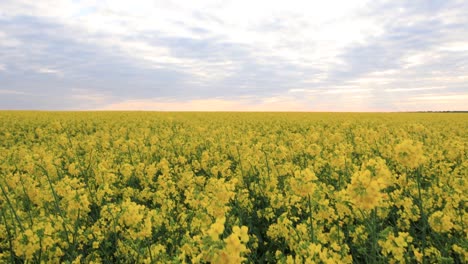 blooming rapeseed field. valuable agricultural culture