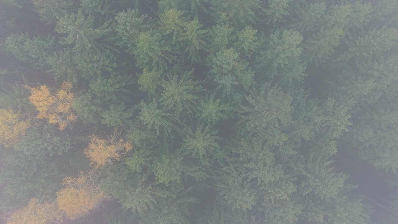 Aerial bird's-eye view of a green forest in fog during the day. Autumn. Aerial top view