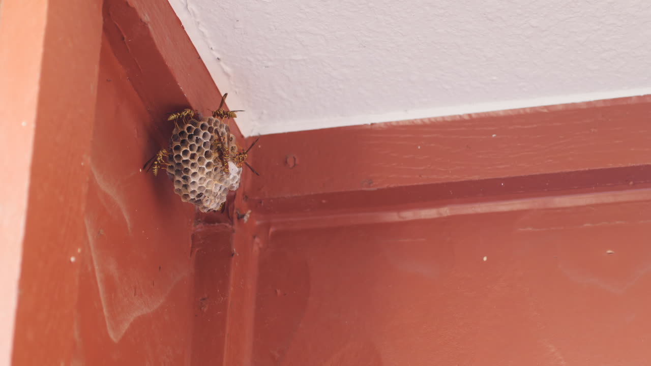 un pequeño nido de avispas cubierto de avispas de papel negro y amarillo en la esquina de un patio cubierto, cámara lenta