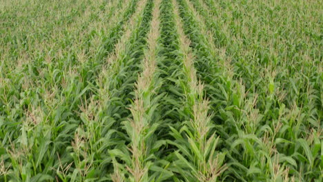 Cornfield-close-up-Birds-Eye-Top-Down-Aerial-Overhead-View,-rich-Green-Agriculture