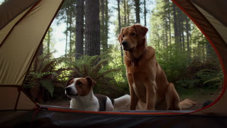 two dogs camping in a forest