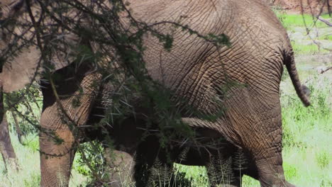 Breeding-herd-of-elephants-moves-right-to-left-through-green-East-African-savannah