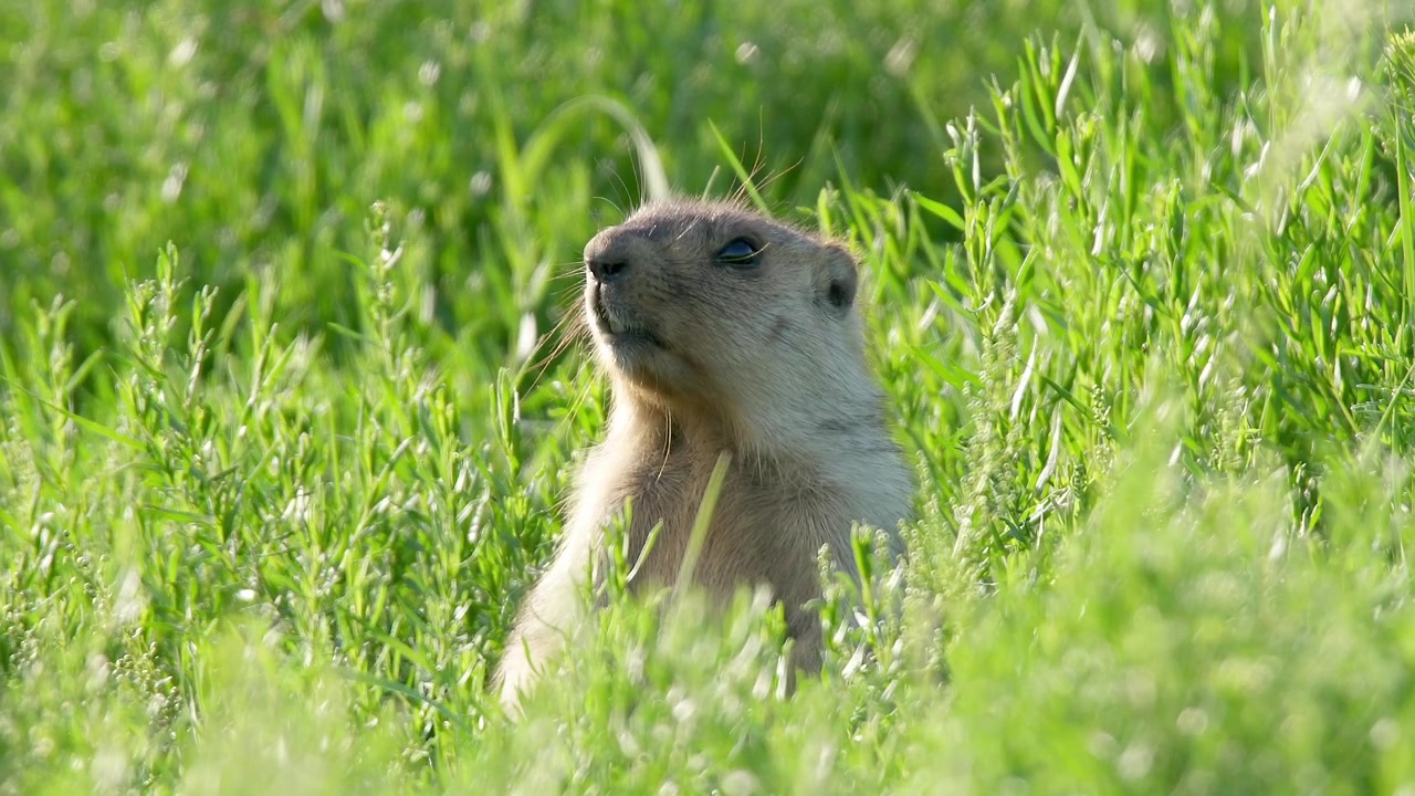 A Cute Marmot Standing in Lush Green Grass