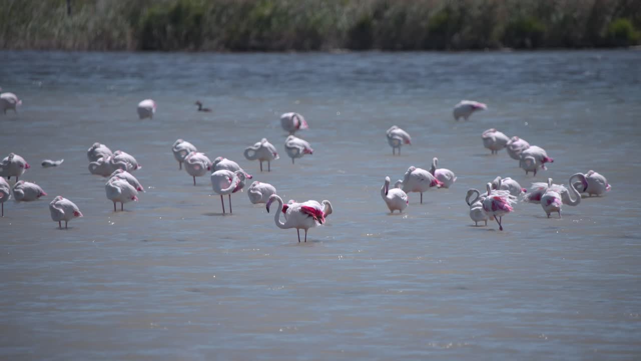 gran flamenco extendiendo sus alas rosadas en el río, el rebaño durmiendo