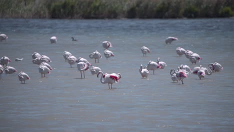 gran flamenco extendiendo sus alas rosadas en el río, el rebaño durmiendo