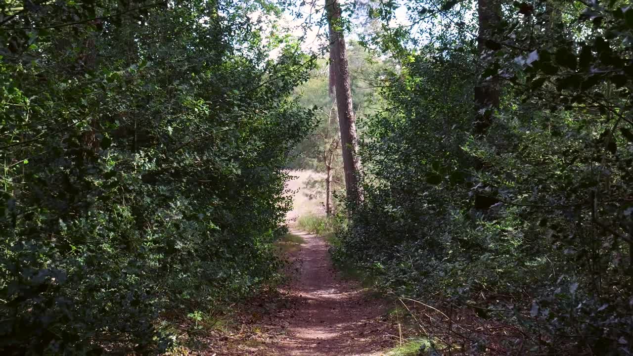 A scenic path through a lush green forest