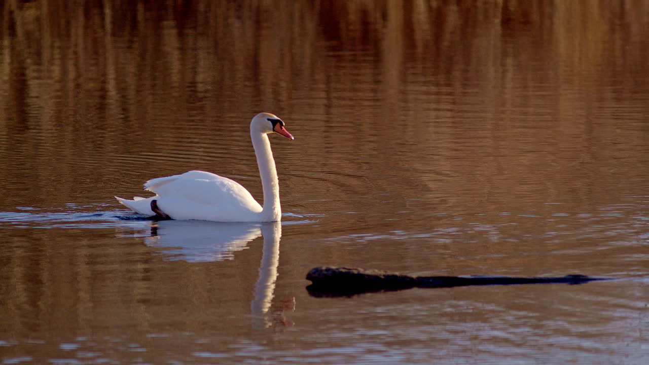 Super slow motion video of swans during their mating season, set at dawn.