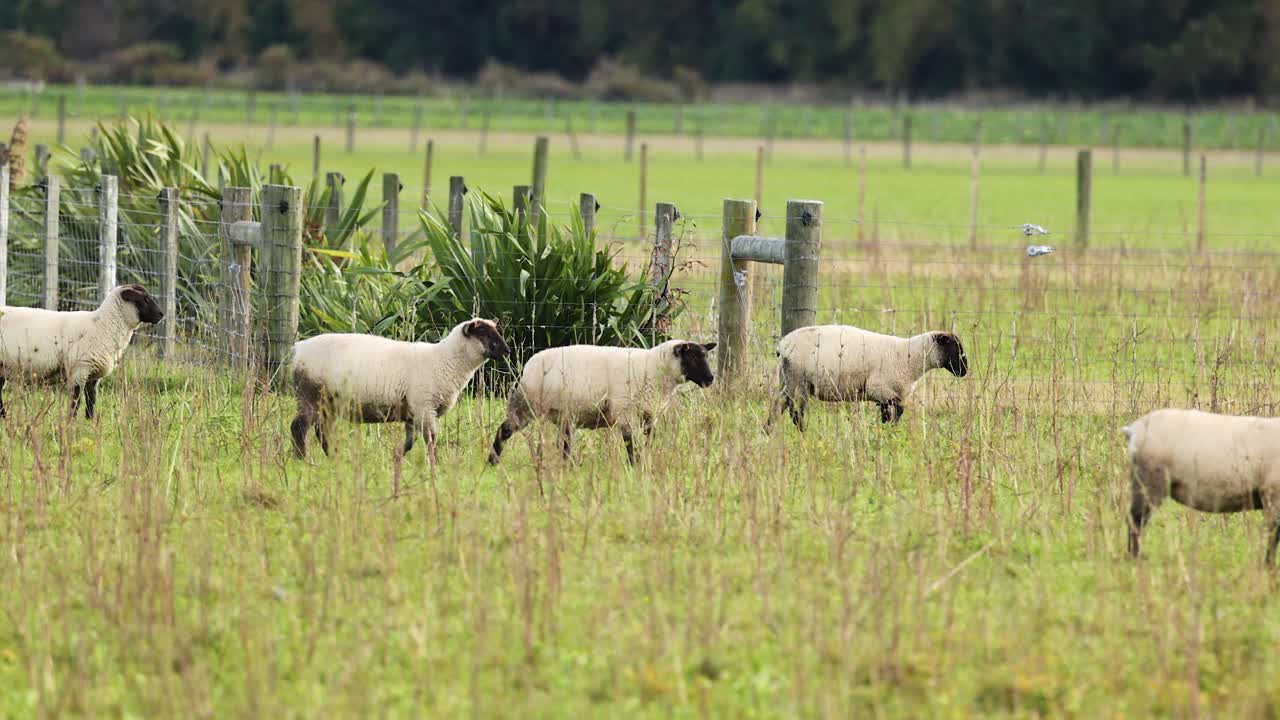 Sheep wander through a lush, green field near Lake Tekapo. Soft lighting enhances the serene, pastoral scene