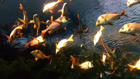 sea fishes in underwater coral reef landscape