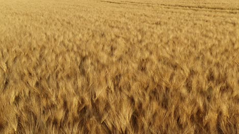 campo de trigo dorado en verano. plantas maduras de grano. paisaje natural rural en el campo. vista aérea desde un avión no tripulado