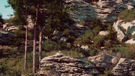 rocky mountain landscape with pine trees