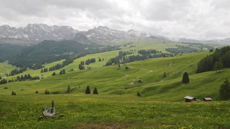 yellow wild flowers growing on alpine meadow with distant mountains