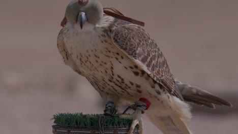 falco con cappuccio sugli occhi appoggiato nel deserto, primo piano dettagliato