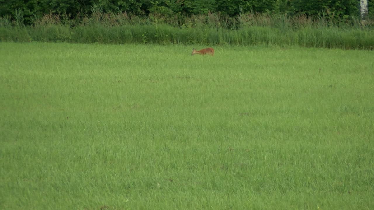 corzos pastan en el prado