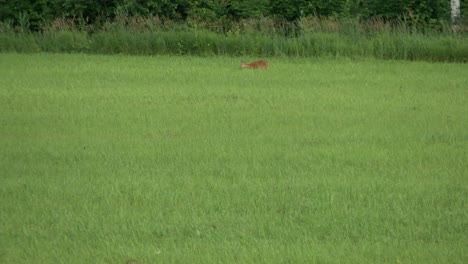 Roe-deer-graze-in-the-meadow
