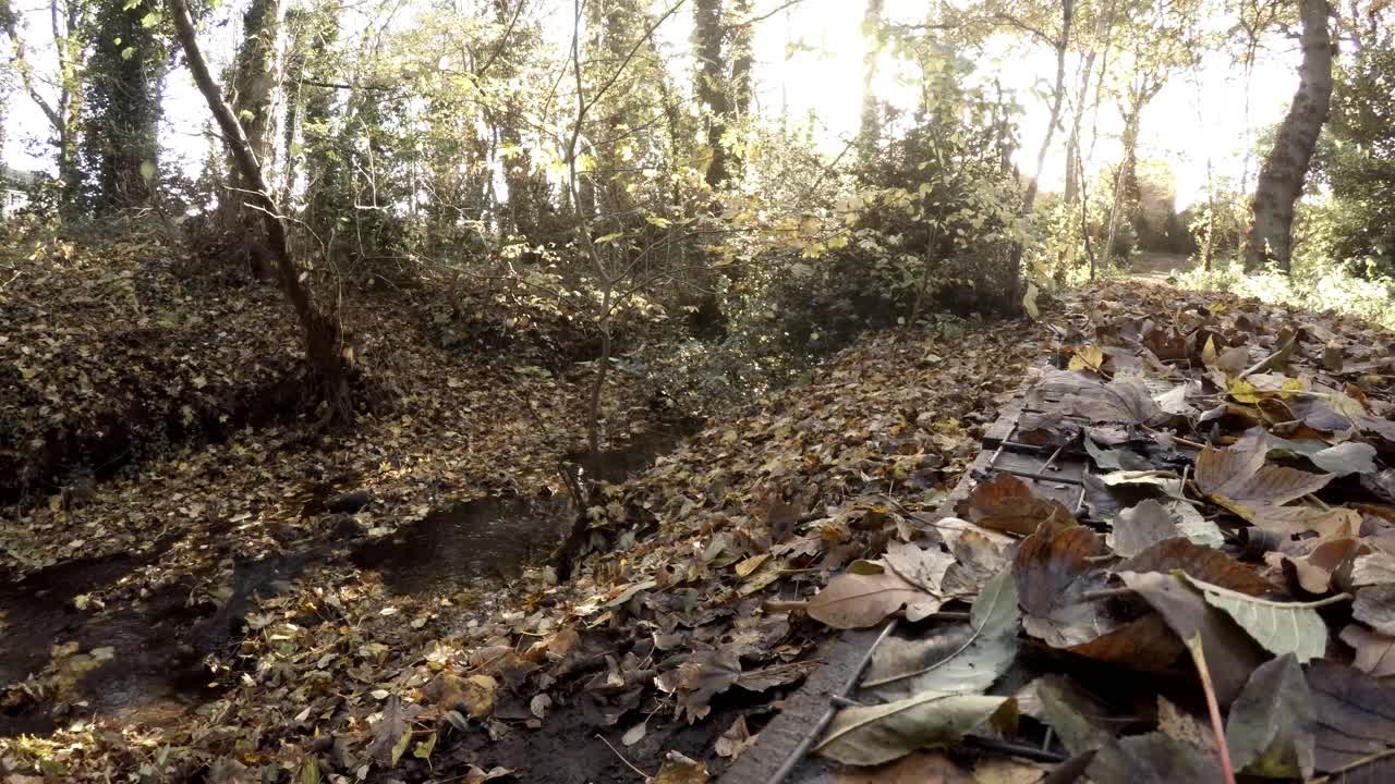 tiro de bosque bajo junto al arroyo - sendero para pies