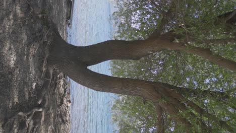 slow motion split trunk tree on the bank of a beutiful blue lake