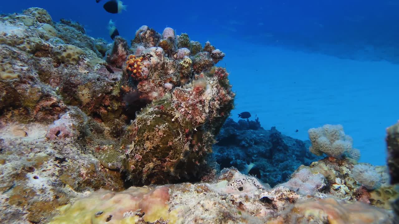 Close-up underwater footage of a frogfish blending with colorful coral reef in Mauritius waters, showcasing marine life, camouflage, and tropical ocean biodiversity