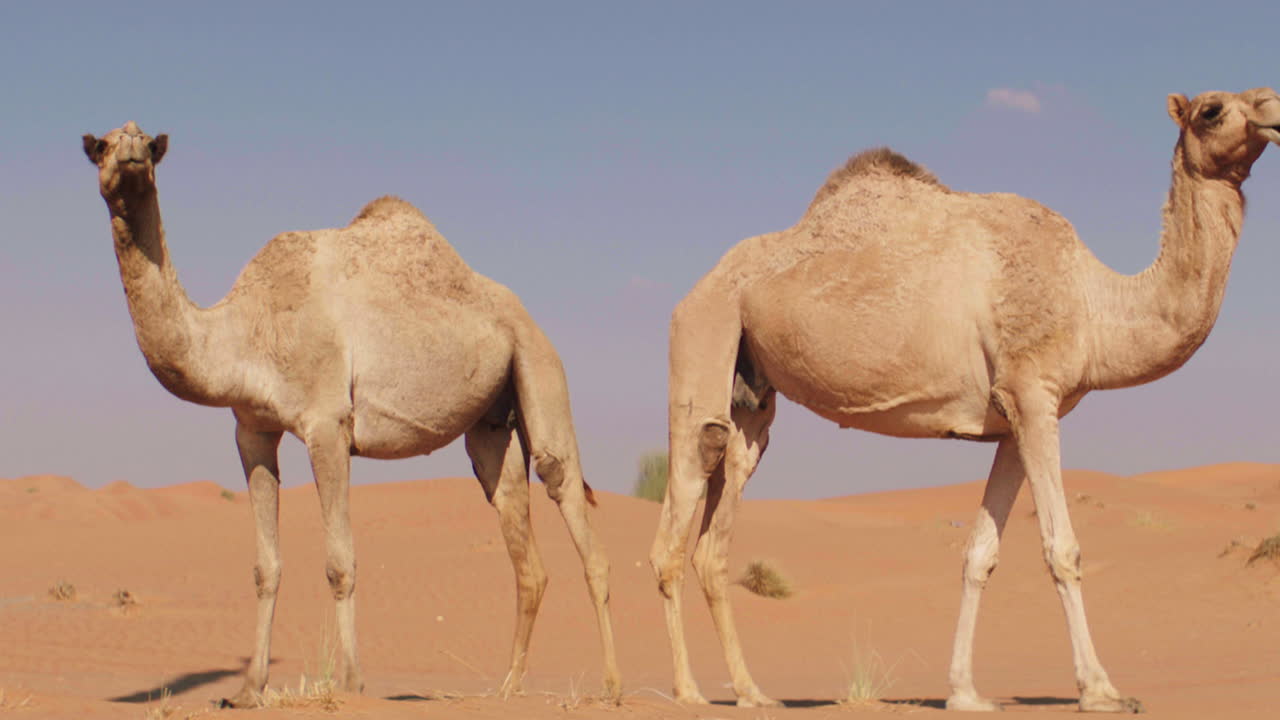 Medium shot of two camels standing in desert of Dubai during sunny day with blue sky in background