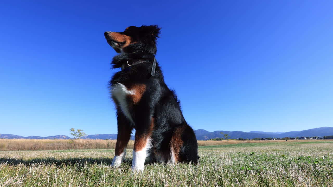 4k 파일에 키가 크고 적절하게 앉아 있는 개