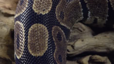 Close-up of Snake Scales