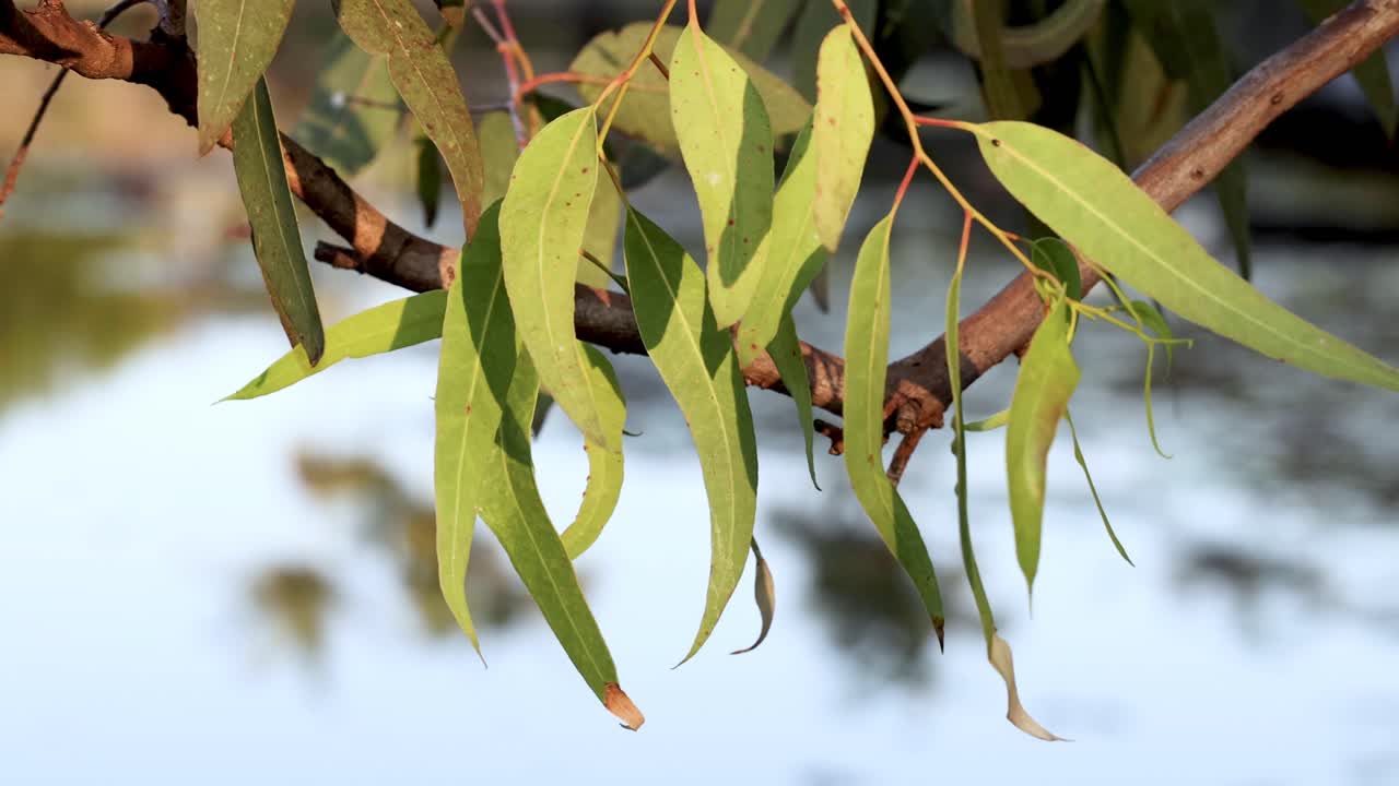 hojas de eucalipto balanceándose suavemente en la brisa