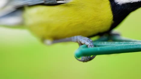 hd super slow motion cinematic macro shot of a bird's feet and legs on a bird feeder