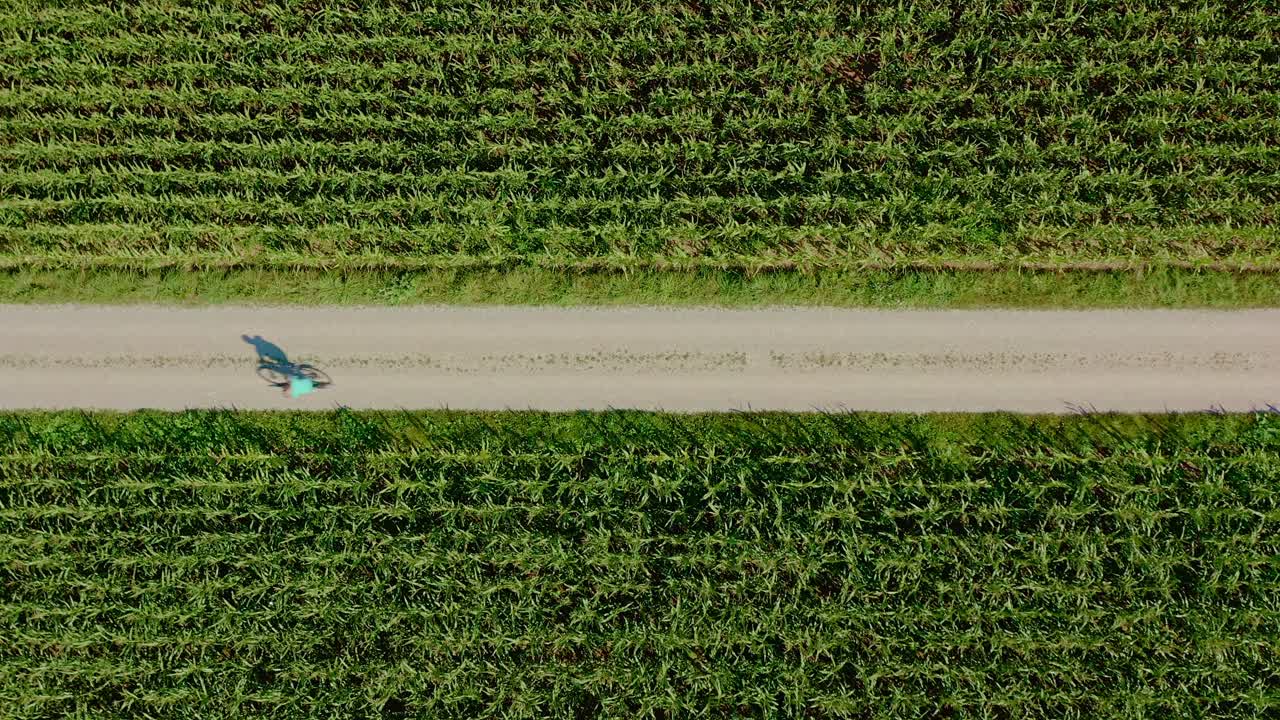 자전거 타는 사람이 옥수수 밭을 자전거로 달리고 있으며 여름의 따뜻한 날 위에서 드론으로 바로 촬영됩니다.