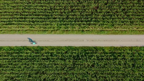un ciclista va en bicicleta a través de campos de maíz, filmado directamente desde arriba por un dron en un cálido día de verano