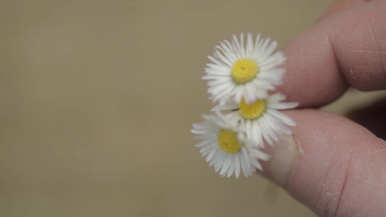 데이지 꽃 다발을 들고 있는 여자가 총을 클로즈업합니다