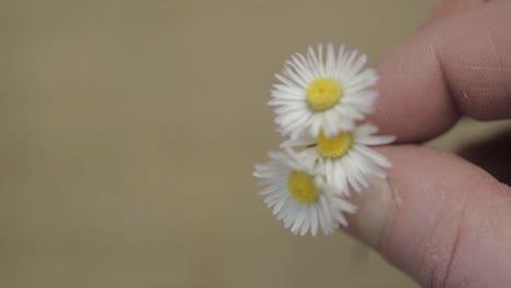 Woman-holding-a-bunch-of-daisy-flowers-close-up-shot