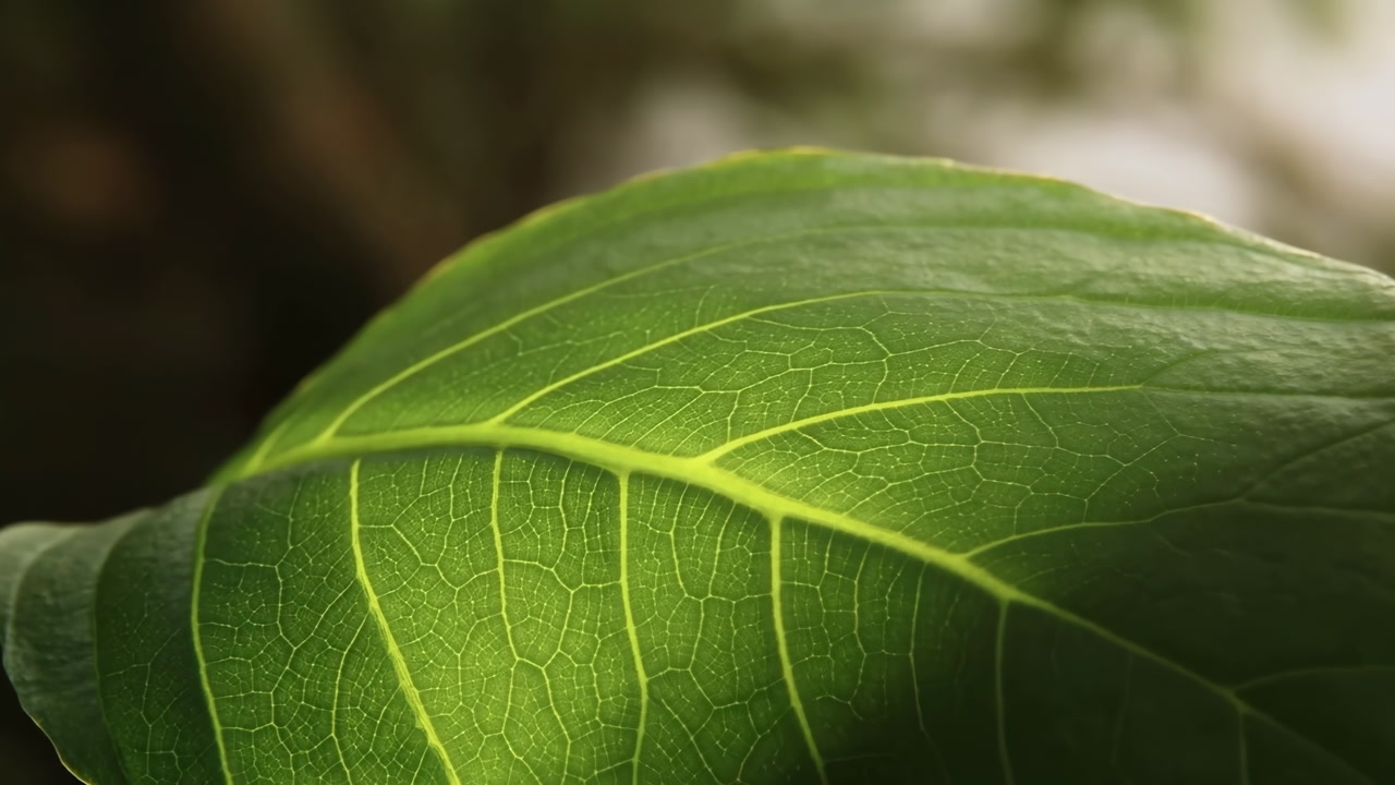 Closeup Green Leaf Illuminated By Sunlight, Showing Delicate Veins And Textured Surface, Shallow Depth